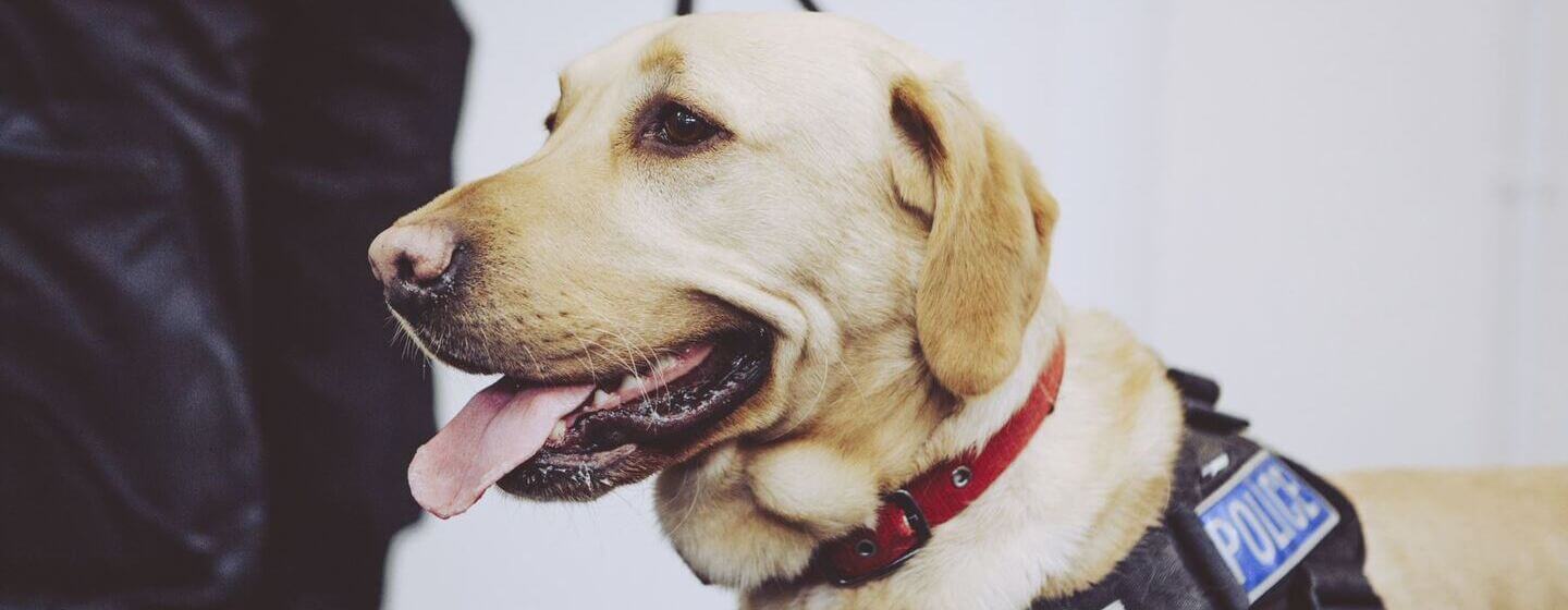 Labrador sales police dog